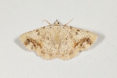 Aeolochroma quadrilinea