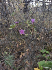 Rhododendron dauricum