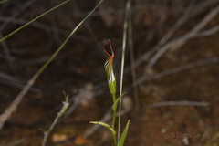 Pterostylis recurva