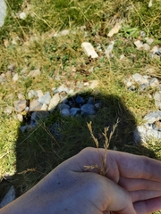 Festuca scoparia