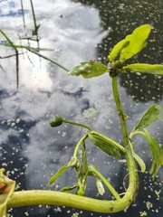 Ranunculus sceleratus