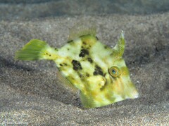 Stephanolepis hispida