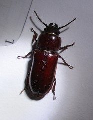 Neandra marginicollis