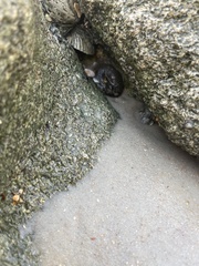 Bunodosoma cavernatum