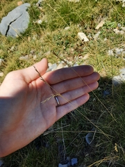 Festuca scoparia