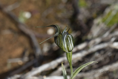 Pterostylis recurva
