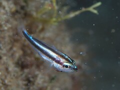 Parapristipoma octolineatum