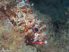 Scorpaena notata