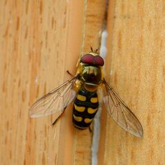 Eupeodes corollae
