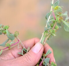 Tetragonia pillansii