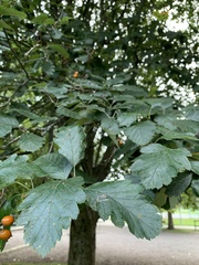 Scandosorbus intermedia