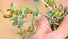 Tetragonia pillansii