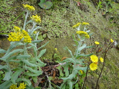 Pseudognaphalium affine