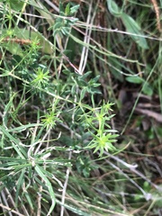 Asperula conferta