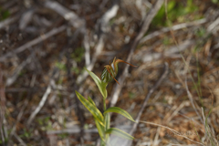 Pterostylis recurva