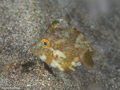 Stephanolepis hispida