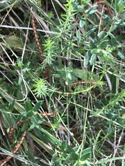 Asperula conferta