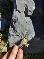 Saponaria caespitosa