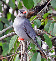 Hypsipetes leucocephalus