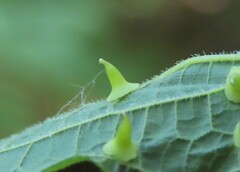 Celticecis spiniformis