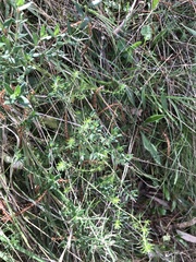 Asperula conferta