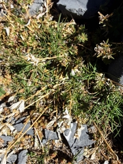 Saponaria caespitosa