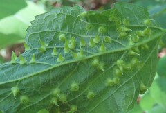 Celticecis spiniformis