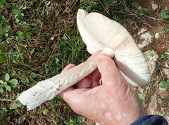 Amanita ceciliae