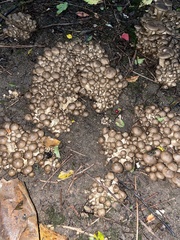 Lyophyllum decastes