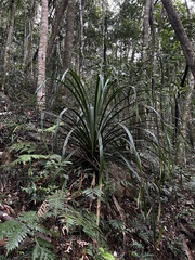 Pandanus verecundus