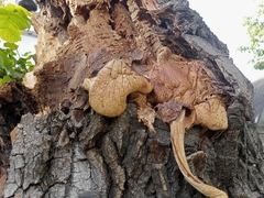 Volvariella bombycina