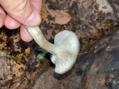 Lyophyllum decastes