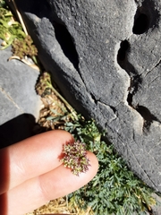 Seseli montanum