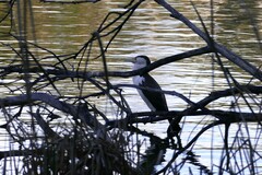 Phalacrocorax varius