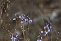 Comesperma volubile