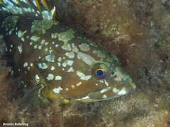 Epinephelus marginatus
