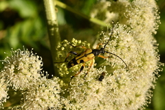 Rutpela maculata