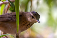 Helopsaltes certhiola