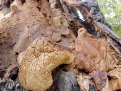 Volvariella bombycina