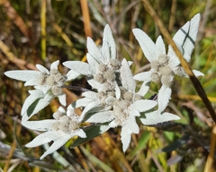 Leontopodium ochroleucum