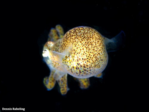 Atlantic Bobtail