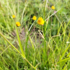 Tridax balbisioides