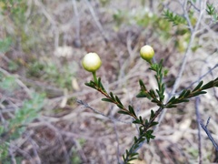 Chamelaucium ciliatum