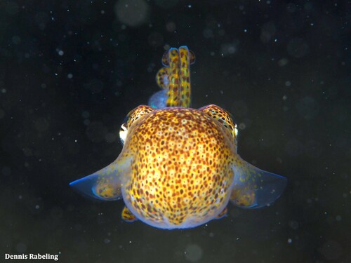 Atlantic Bobtail
