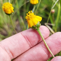 Tridax balbisioides