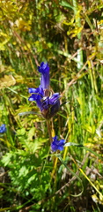 Gentiana decumbens
