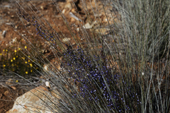 Comesperma volubile