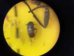 Ptomaphagus