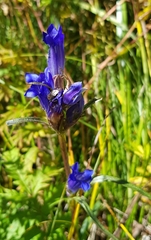 Gentiana decumbens