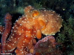 Callistoctopus macropus